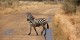 Tanzanie - 2010-09 - 234 - Serengeti - Zebre